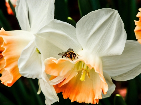 Spring Daffodils - nature, daffodils, incest, flowers, spring, fly