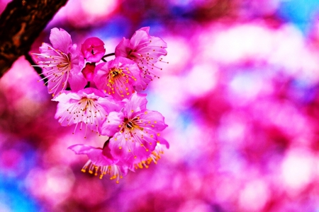 Sakura Cherry Blossom - sky, landscape, photography, colorful, water, cherry, nature, blossoms, japan, sakura, plant, colors, tree, flowers, flower