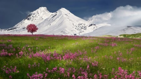 gorgeous pink meadow - mountains, meadow, clouds, flowers, tree, snow, grass