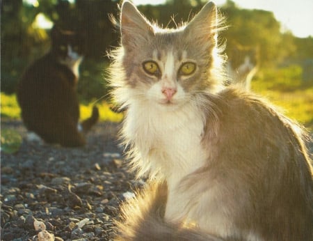 Kitten and cat - paws, cat, feline, cute, kitten