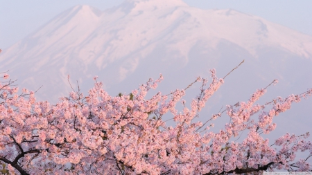 Beautiful pink cherry blossoms - landscape, cherry, mountains, wallpaper, spring, hd, nature, japan, sakura, blossoms, pink, petals, flowers, scene