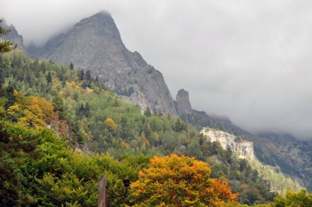 Rilla Mountain - trees, fog, photography, photo, Bulgaria, mountain, fall, nature, autumn, mist, forset