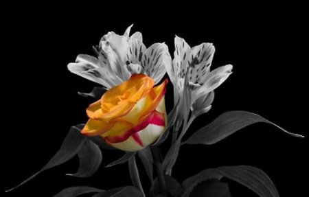 Magic Rose - flowers, yellow and contrast, beautiful, rose, two colors, light and dark