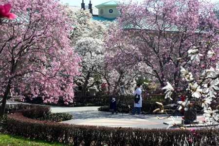 Brooklyn Botanic Garden - season, trees, hedge, blossoms, springtime, path, spring