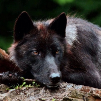 black wolf