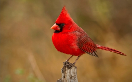 Red Cardinal - Animals, Red, Cardinal, Birds