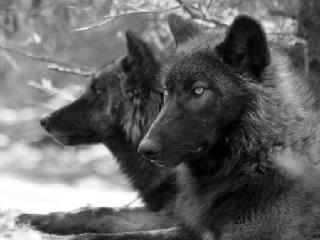 black wolf