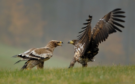 hawks - hawks, birds, fight, prey, animals