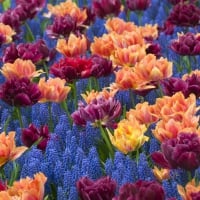 Hyacinths and Double Tulips