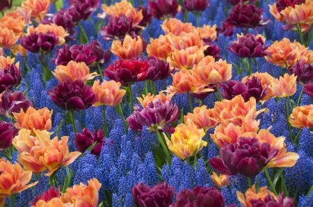 Hyacinths and Double Tulips - flowers, tulips, Spring, Hyacinths, double tulips