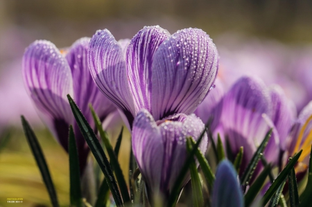 Spring flowers - nature, pasque-flower, flower, spring