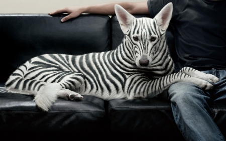 Zebra striped dog - white, paint, dye, stripes