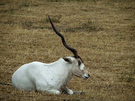 Addax - viewed, resembling, unicorn, aside