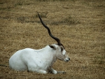 Addax