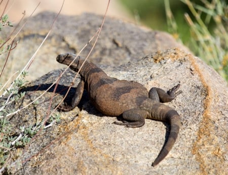 Chuckwalla lizard - big, of, wildlife, defenders