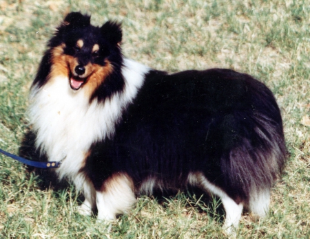 Shelty - sheepdog, miniature, collie, Little