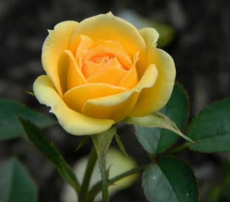 Rose - rose, flower, yellow, beautiful