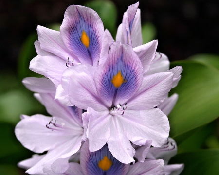 Flower - beautiful, flower, purple, yellow