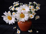 Daisies