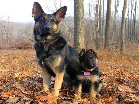 Me and Mom - German Shepard, puppy, trees, dogs