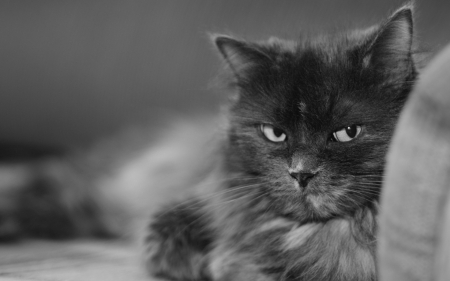 Smokey - black, white, animals, cat