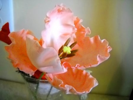 Coral  tulip - coral, white, flower, tulip