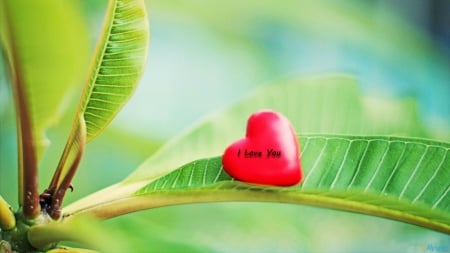 I LOVE YOU. - Heart, red, green, leaves