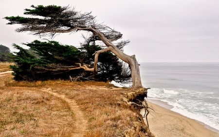 Beautiful scenery - sands, tree, nature, sea