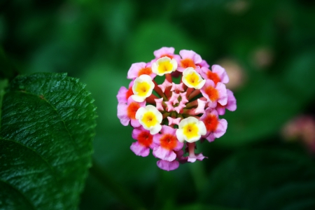 Beautiful flower - flowers, petals, nature, colorful