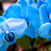 Blue orchids