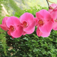 Beautiful orchids