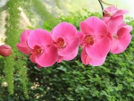 Beautiful orchids