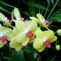 Beautiful orchids