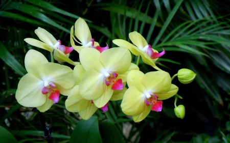 Beautiful orchids - flowers, orchids, petals, nature