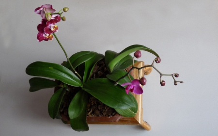 Beautiful orchids - leaves, orchids, flowers, plants