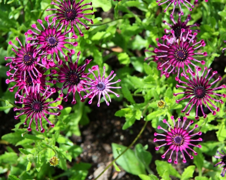 Unusual Flowers - Pretty, Purple, Unusual, Flowers