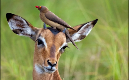 Thank you - cute, deer, animals, birds