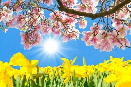 ♥Spring Blossom♥ - blossom, sunshine, spring, meadow, daffodils, pink, flowers, bloom, magnolia, sky