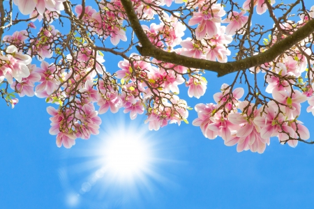 â™¥Spring Blossomâ™¥ - sky, sunshine, pink, bloom, blossom, flowers, spring