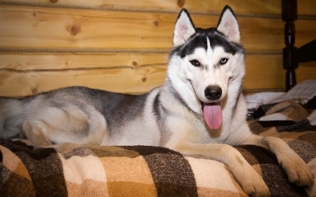 Husky - animal, pretty, cute, animals, beautiful, sweet, puppy, puppys, dogs, lovely, dog