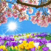 â™¥Spring Blossomâ™¥