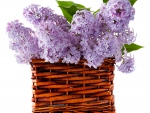 â™¥Lilac Flowersâ™¥