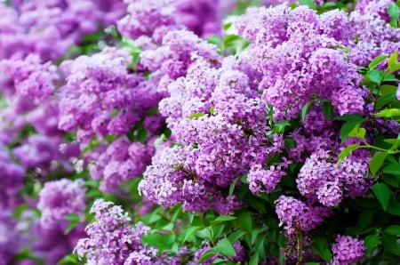 â™¥Lilacs Blossomâ™¥ - purple, bloom, flowers, lilac, spring