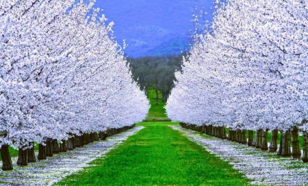 A field of white blossoming trees - pretty, white blossoms, row, trees