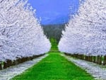 A field of white blossoming trees