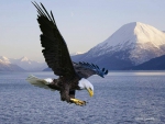 The Great Anerican Bald Eagle