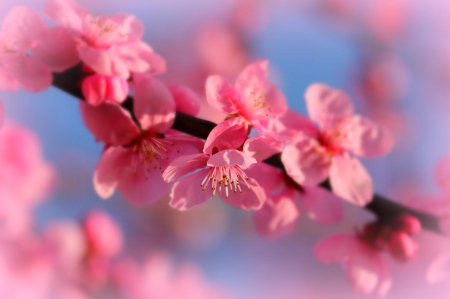 Spring - lovely, spring, nature, pink, beautiful, green, flowers, photo, cute, flower