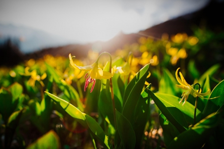 Spring - lovely, spring, nature, pink, beautiful, green, flowers, photo, cute, flower