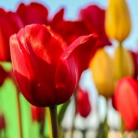 Tulips