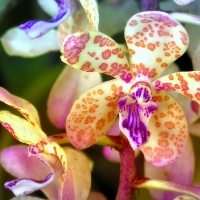 *Lovely Orchids*